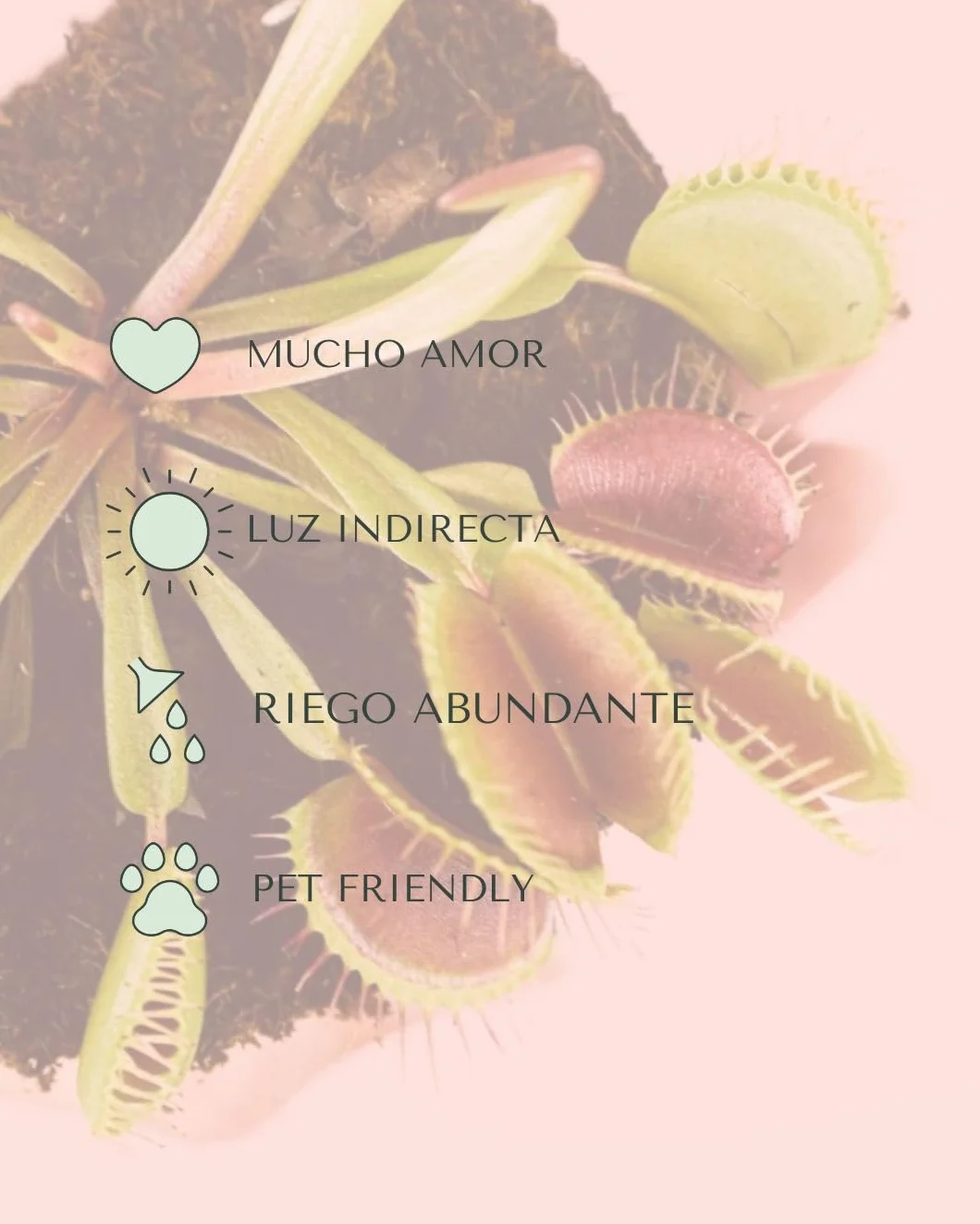 PUR PLANT Dionaea Mini Venus Atrapamoscas Planta Carnívora Maceta 11 cm Original
