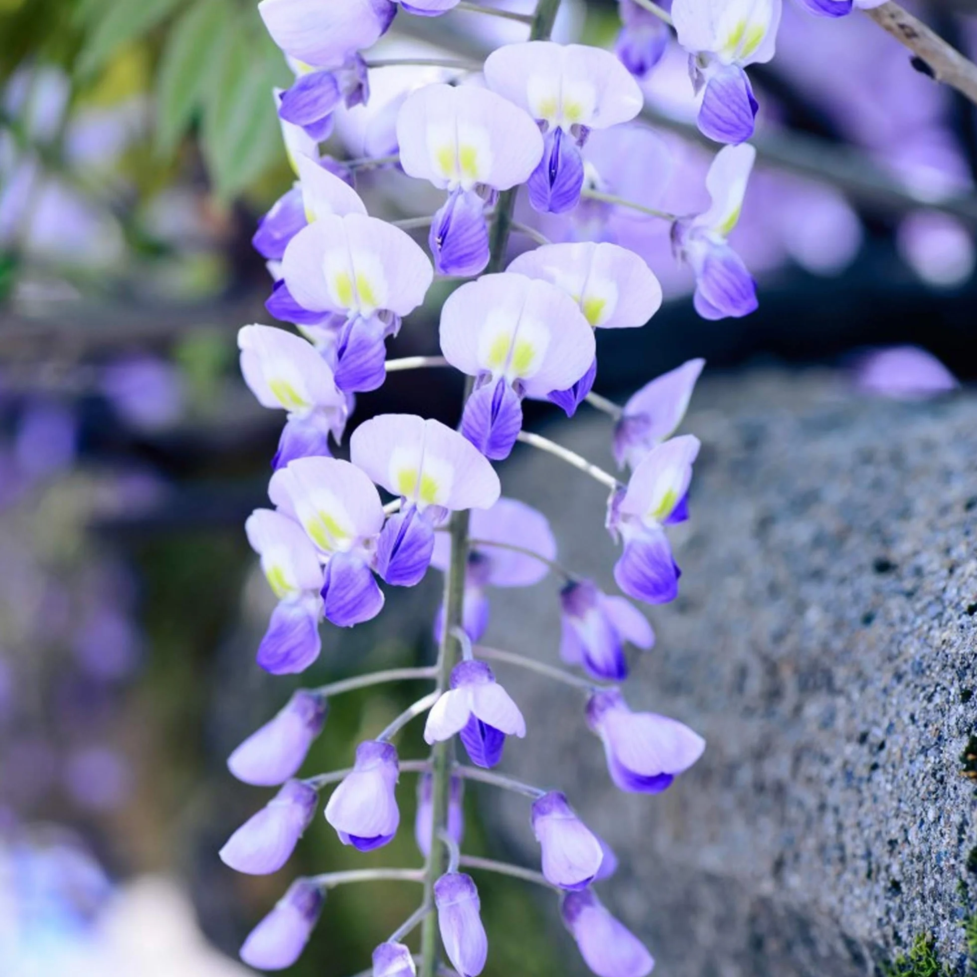 Glicinia china Arbusto trepador floración azul 2L 60-80cm