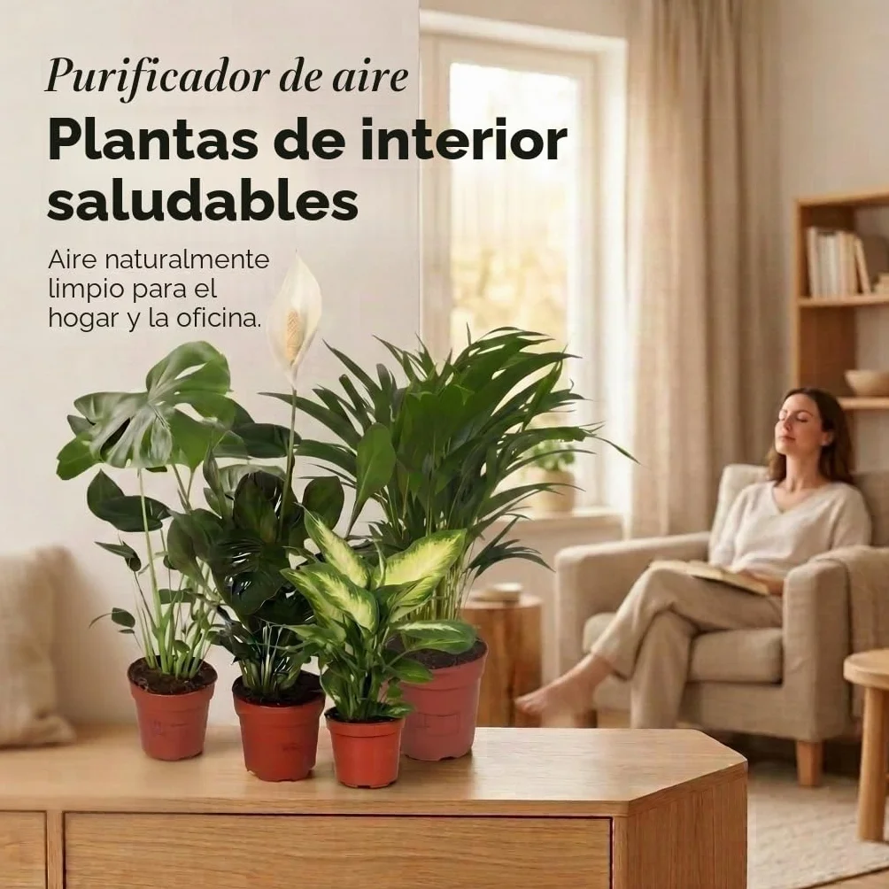 Monstera Dieffenbachia Spathiphyllum Areca Plantas Purificadoras de Aire 40-45 cm Maceta 12-15 cm
