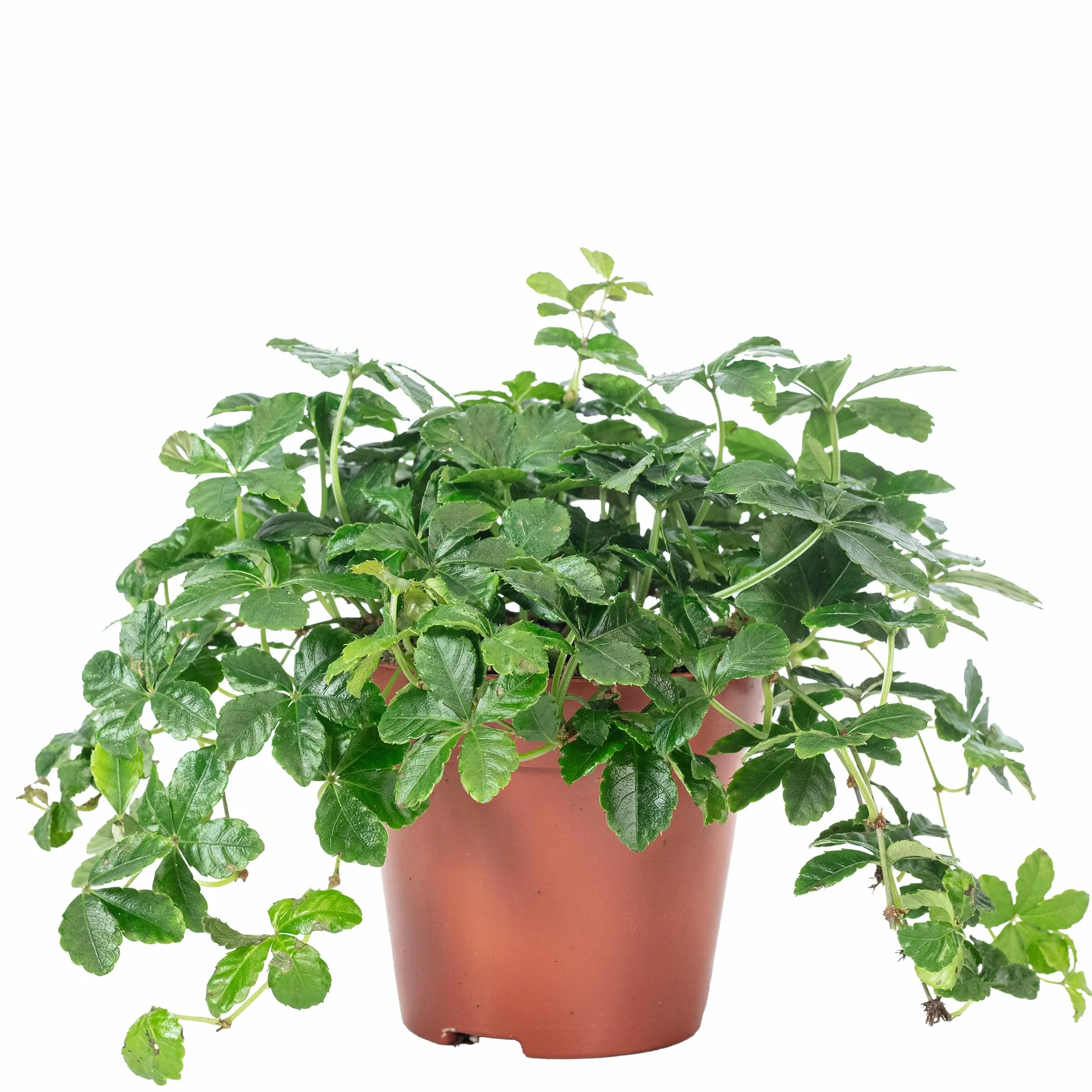 Parthenocissus striata Vino Smit Verona Vein Planta interior real 20 cm maceta 10,5 cm