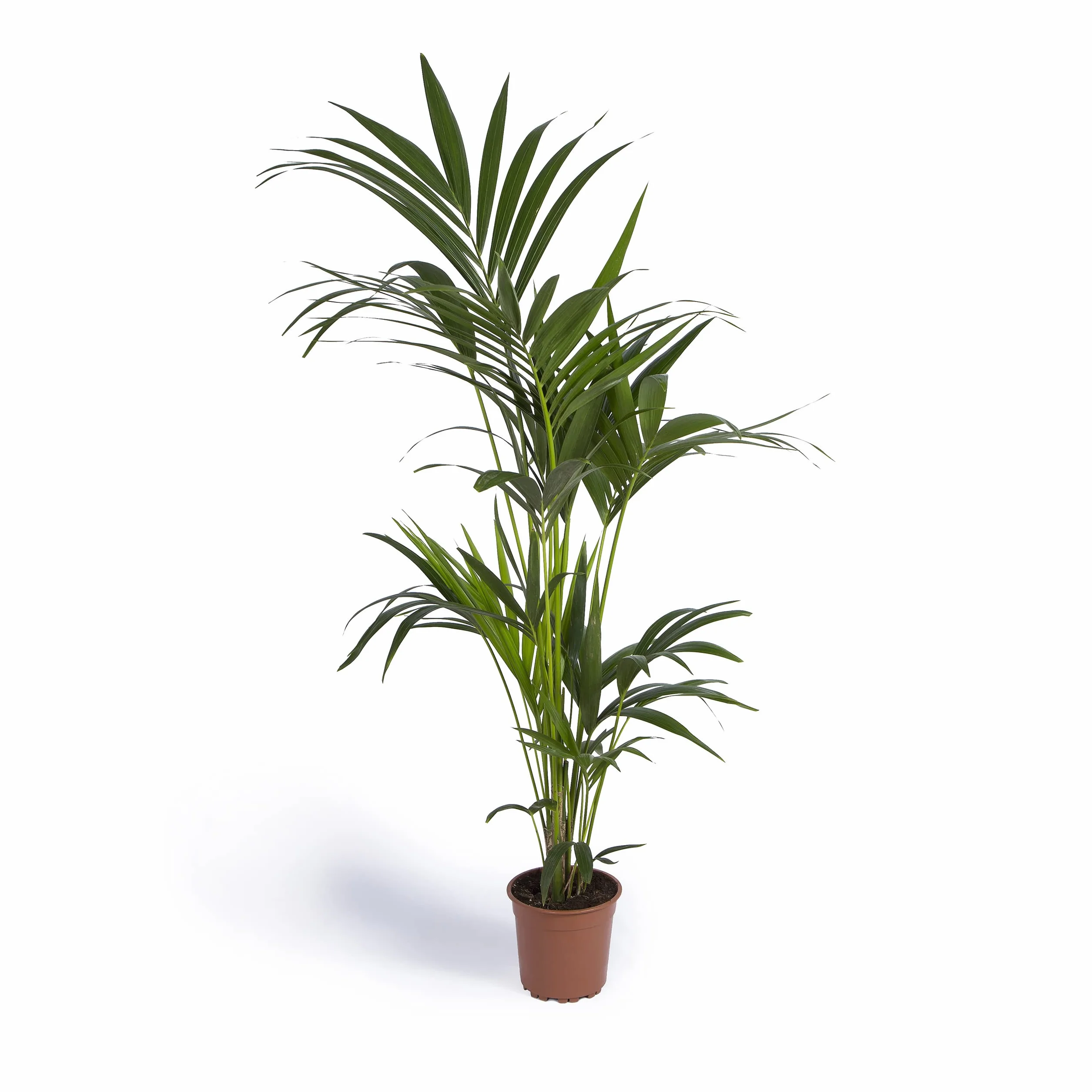 Kentia Mediana Roślina Naturalna Wnętrze Cool Green