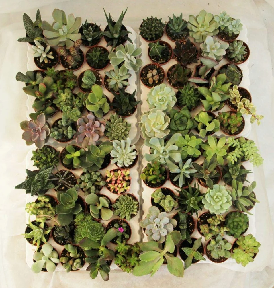 Suculentas naturales raras coleccionables sin espinas 5,5 cm Viggiano Cactus
