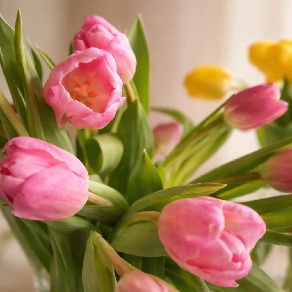 Ramo De Tulipanes Naturales - 10 Tulipanes Tallos Rosa - Flores Naturales A Domicilio - Regalos San Valentin