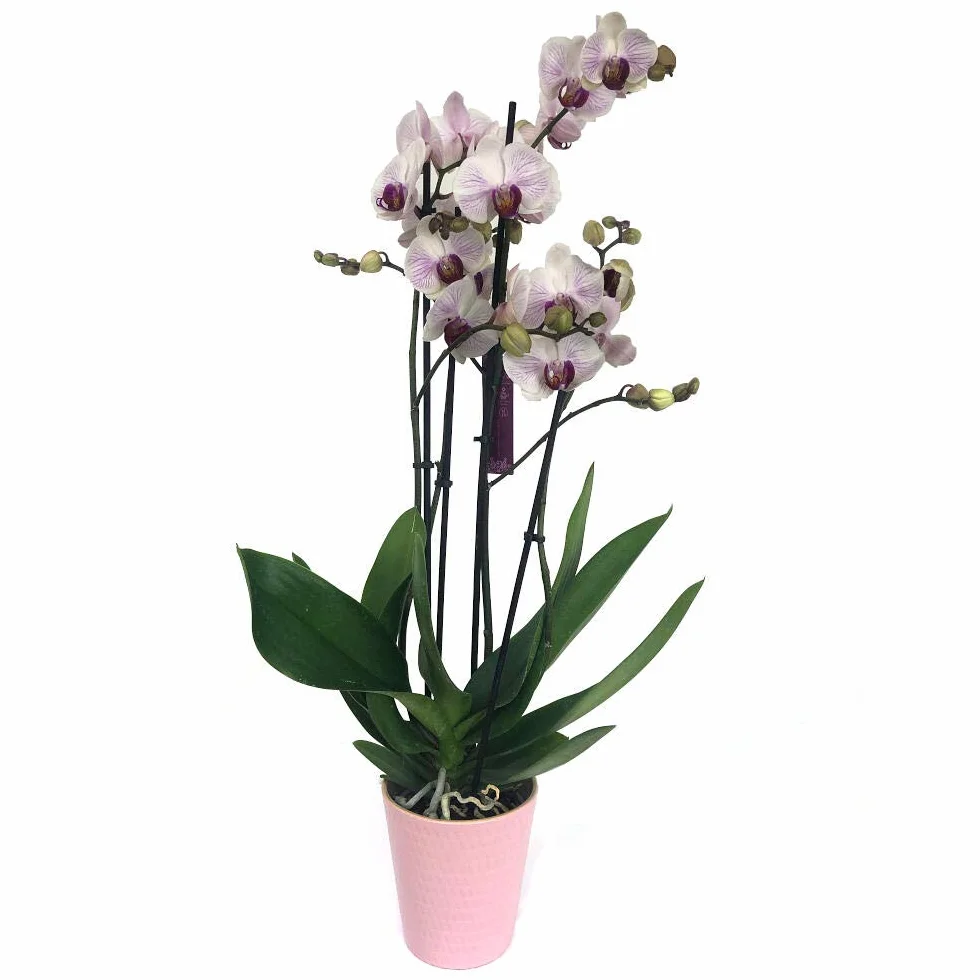 Orquídea Phalaenopsis natural 75 cm 2-3 tallos floridos Blanca veteada