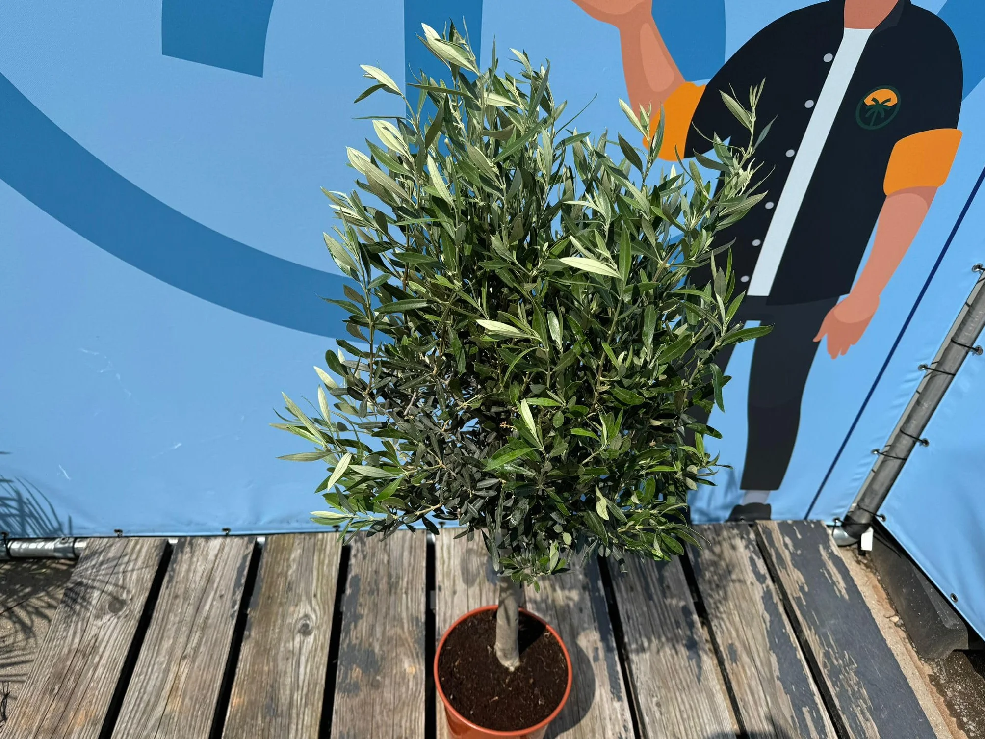 Olea Europea Olivo Lechín 100cm Roślina Odporna na Mróz i Suszę