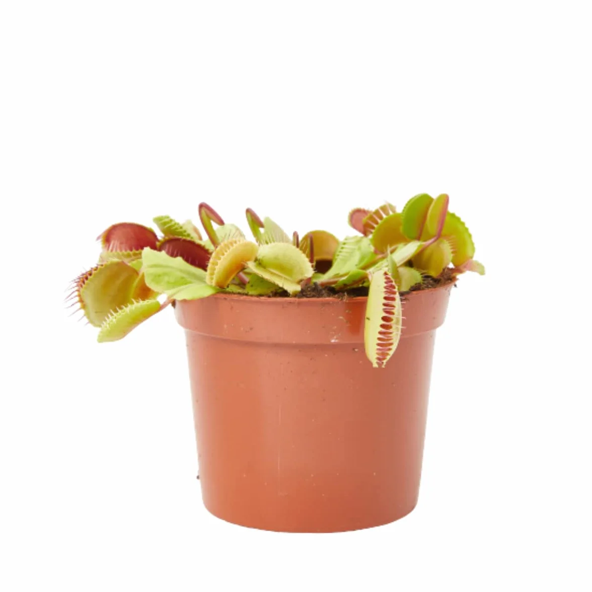 Verdecora Planta Carnívora Dionaea Muscipula Venus Atrapamoscas Maceta Ø9cm