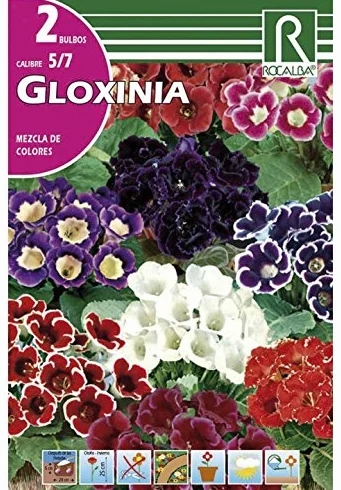 BULBO GLOXINIA MEZCLA DE COLORES - SININGIA - 2 UD.