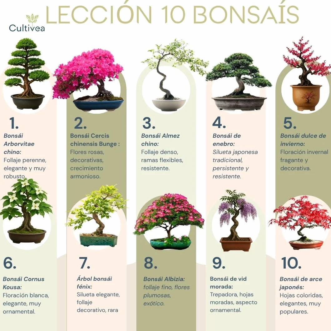 CULTIVEA® Kit 10 Bonsáis para Cultivar – Kit Cultivo Bonsái Completo con Semillas, Macetas y Herramientas