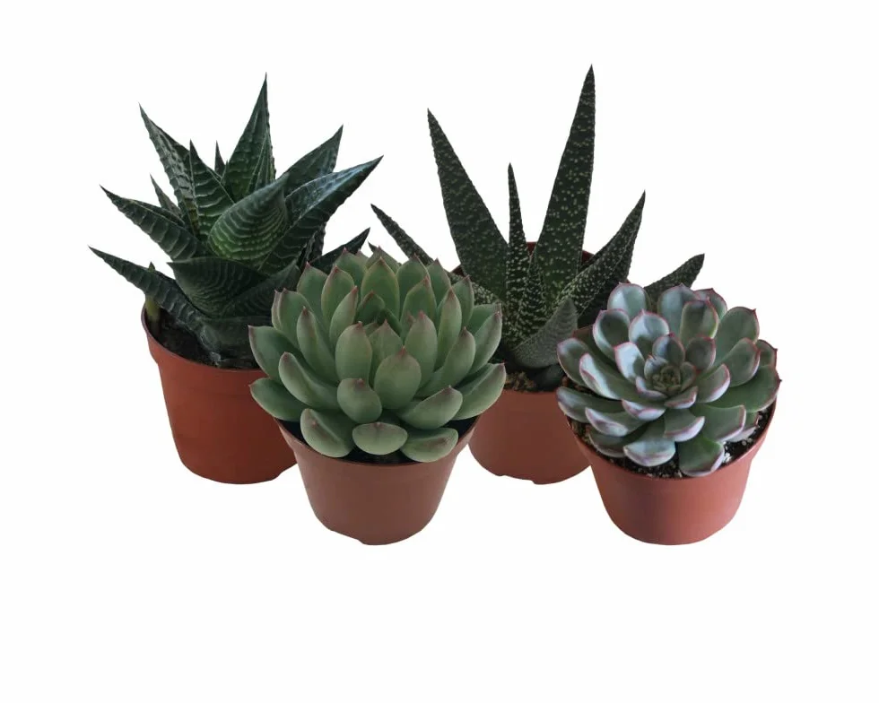 Pack 4 Suculentas Mini Planta Natural Resistente a Altas Temperaturas