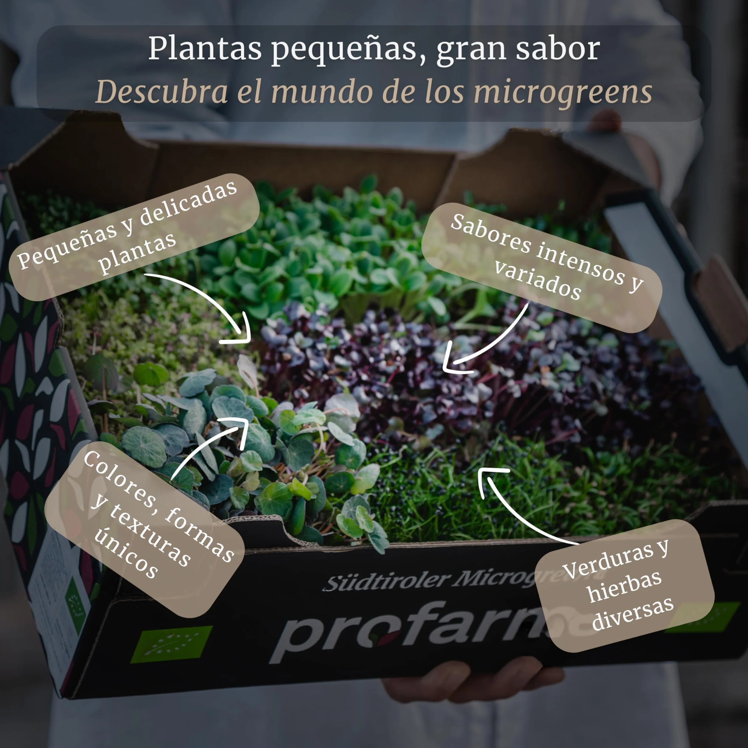 LERAVA Profarms Kit Microgreens BIO Cultiva en Casa Brotes Tiernos Rábanos Ajo Brócoli Rúcula Rábano Picante Guisantes Semillas Germinar 6 Pads Cáñamo