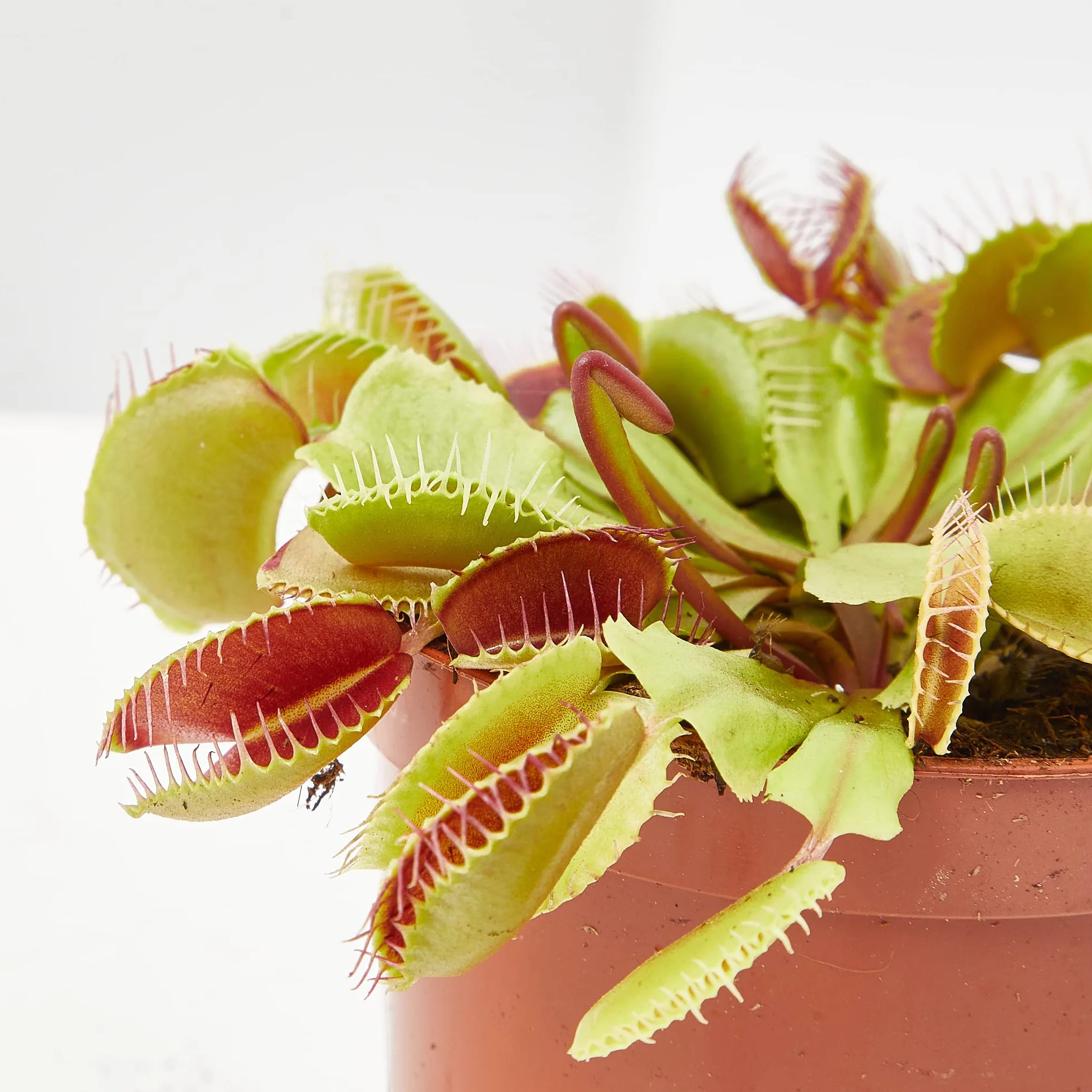 Verdecora Planta Carnívora Dionaea Muscipula Venus Atrapamoscas Maceta Ø9cm