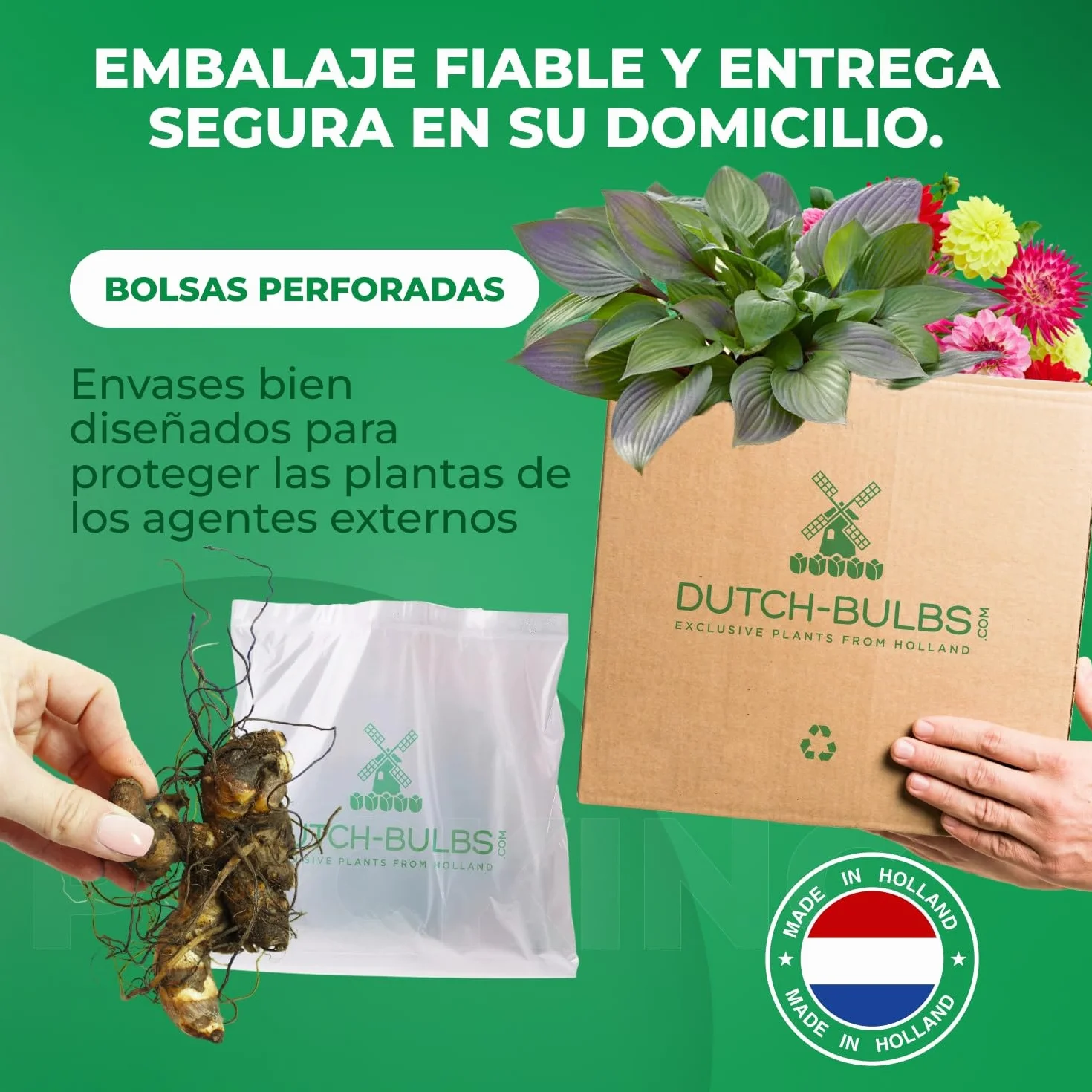 Riesen Canna Mezcla - 5 Plantas Naturales Exterior de Holanda - Plantas Resistentes para Jardin, Macetas y Balcón