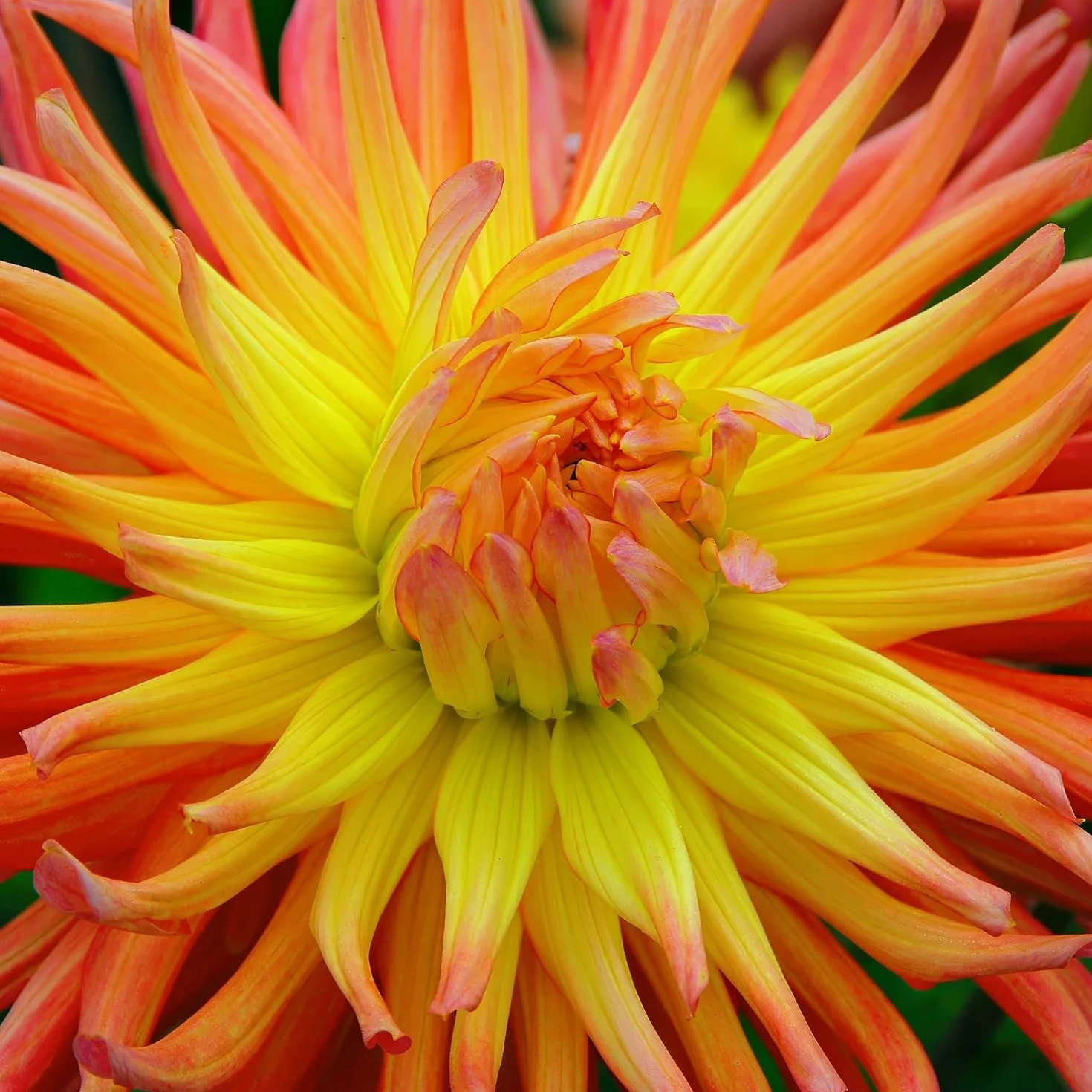 Dalias Bulbos Gigantes Cactus Naranjas - 5 Bulbos de Flores Exterior - Plantas Naturales de Holanda - Decoracion Jardin