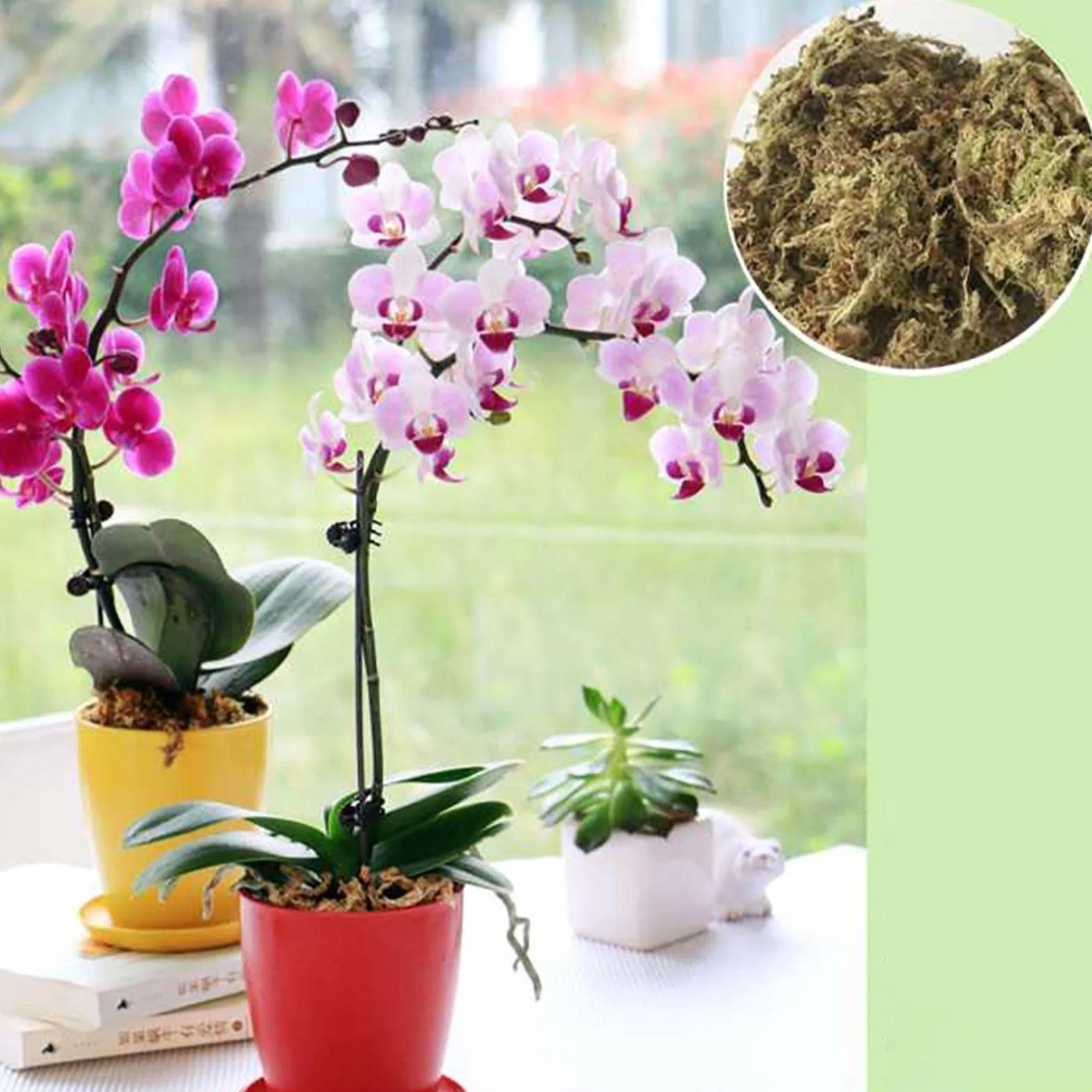 Musgo Sphagnum Seco Natural Sustrato Cultivo sin Suelo para Orquídea Phalaenopsis 12L