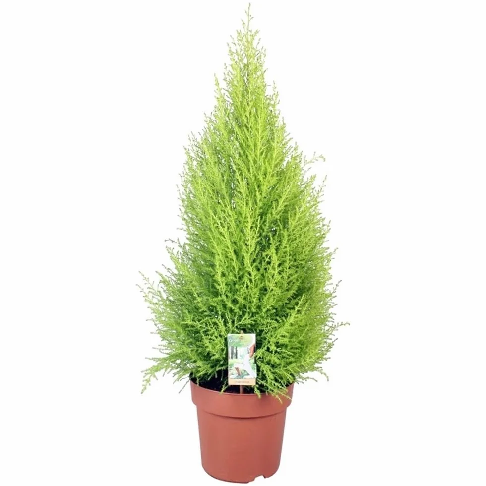 Cupressus Macrocarpa Cipres Aroma Limón Planta 80-90 cm Cortavientos Natural Segura Garden