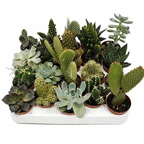 CACTUS NATURALES DIFERENTES EN MACETA DE 5CM