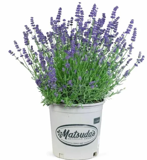 Lavanda Flor Viva Planta con Aroma Relajante