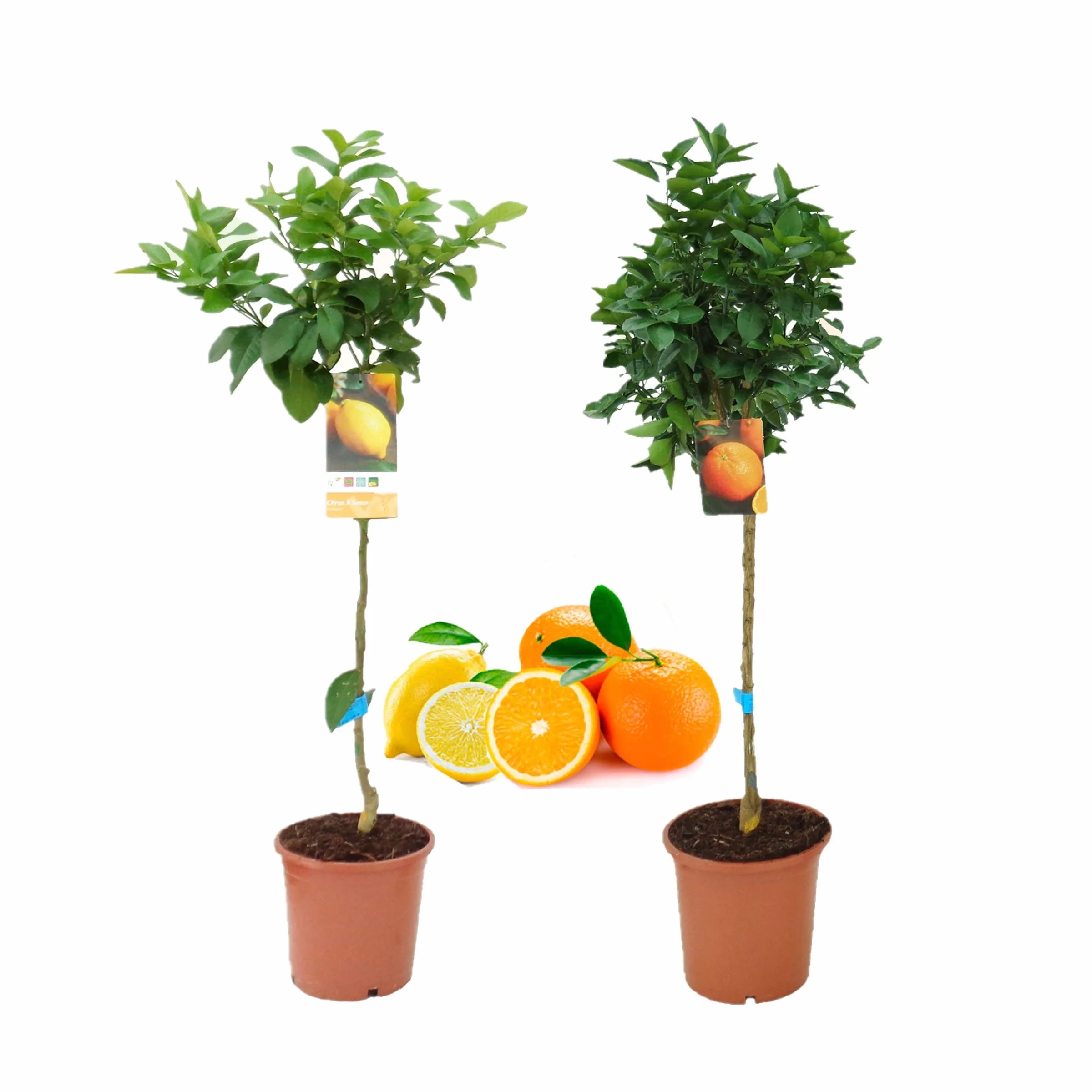 Pack Limonero Naranjo Pomelo Mandarino Planta Natural 110 Cm Maceta 22 Cm