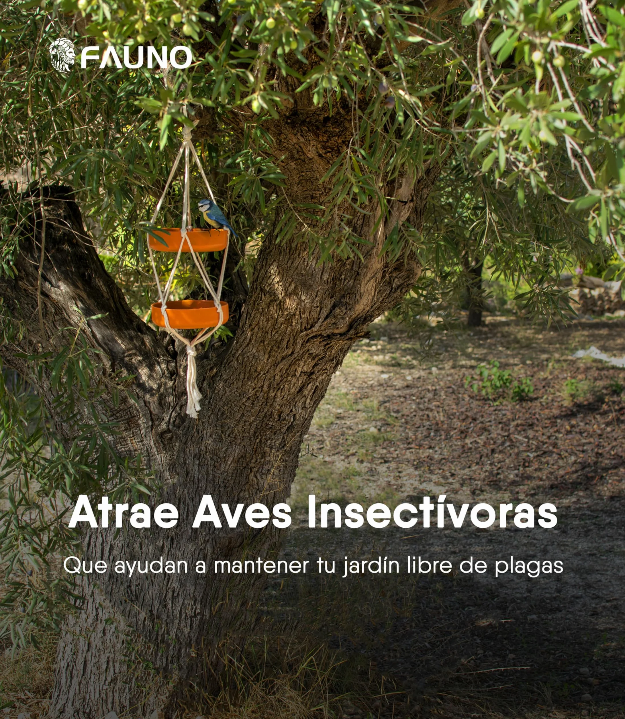 Comedero Pájaros Exterior Colgante Doble Bandeja Fibra Bambú Cuerda Algodón Bebedero Jardín Balcón Terraza Alimentación Aves Silvestres Resistente