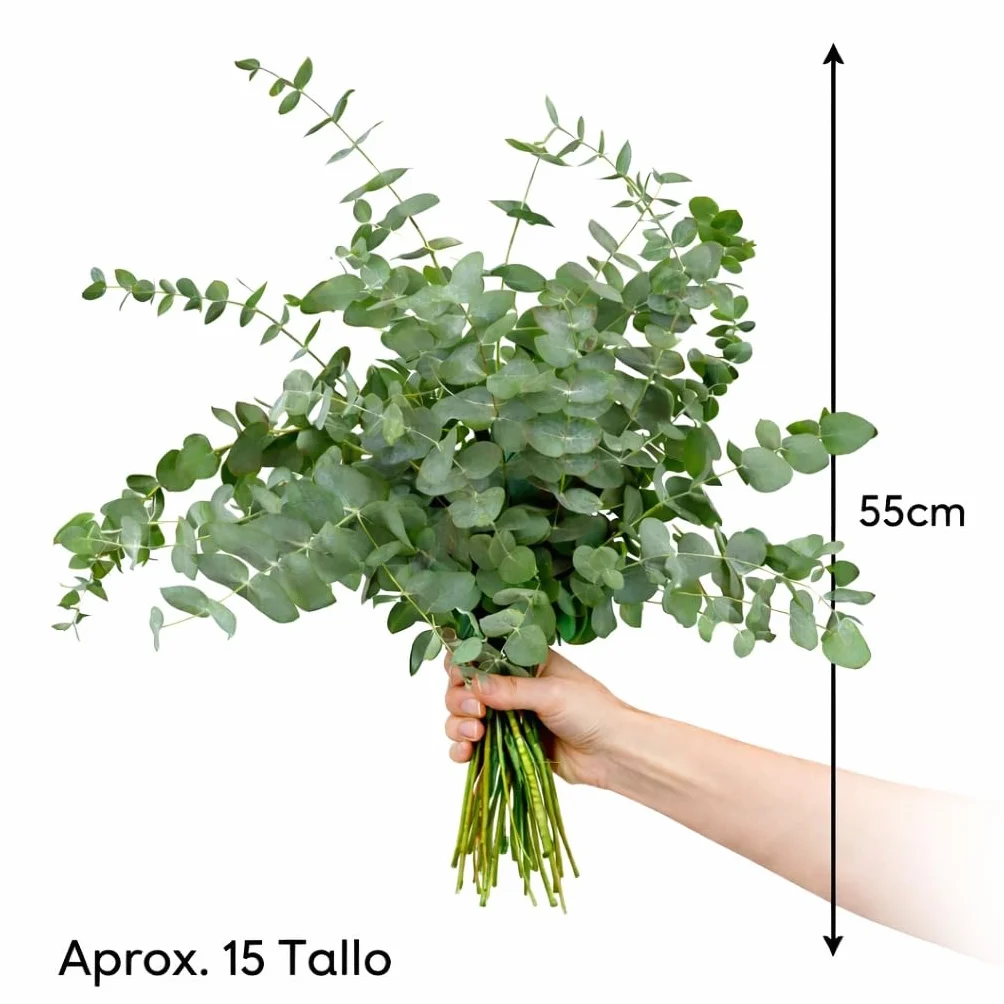 Ramo de Eucalipto Natural para Ducha y Decoración - Hojas Naturales Aromáticas