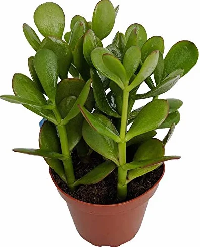 DECOALIVE Jade Planta Suculenta Natural Interior Exterior