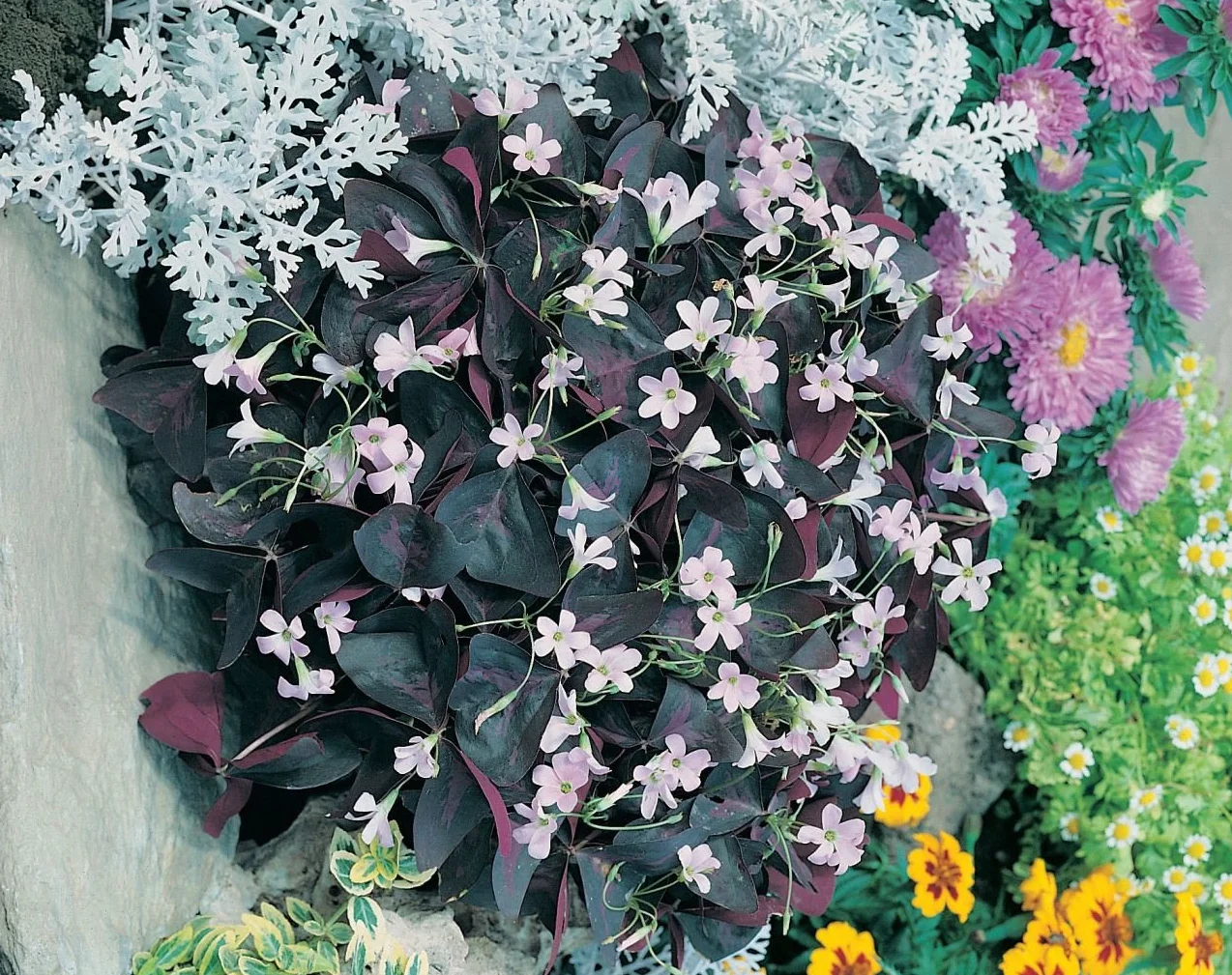 Oxalis Triangularis 5 bulbos