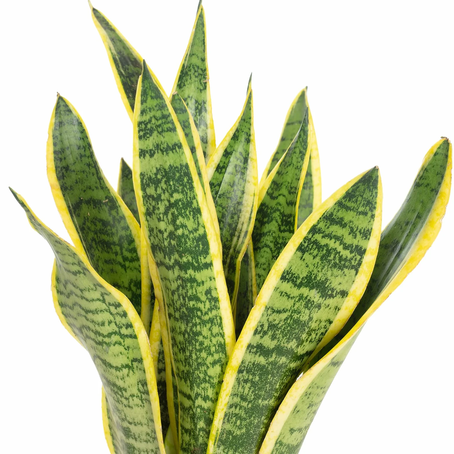 Sansevieria trifasciata Laurentii Espada de San Jorge planta interior 35 cm maceta 12 cm