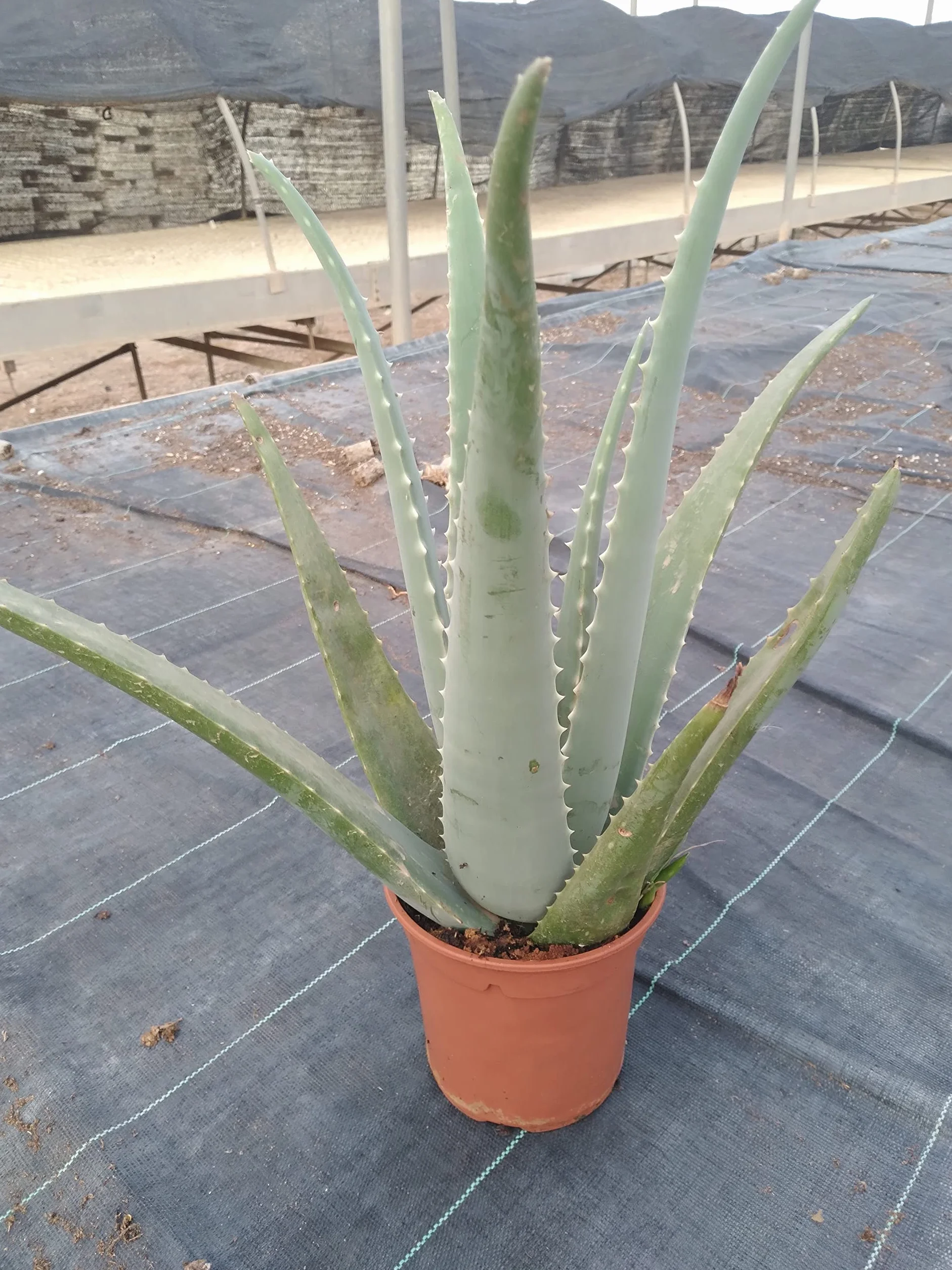 Aloe Vera o Sábila - Planta Natural de interior - Maceta 13 cm ø (Altura 30-40 cm)