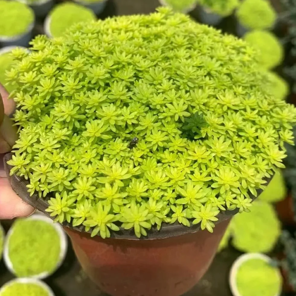 Semillas de Sedum para Techos Verdes, Cubierta Perenne Resistente 50pcs
