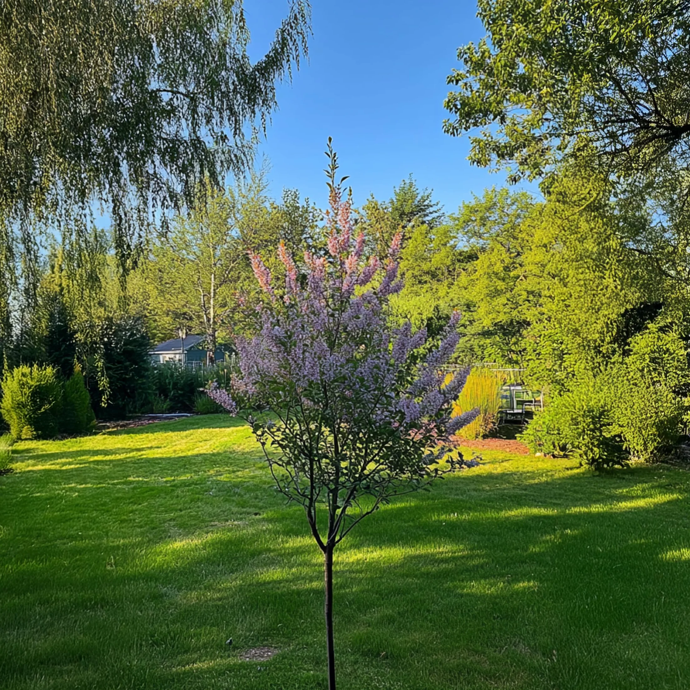 Salix integra Flamingo Set de 2 Planta de Jardín Sauce Arlequín Maceta 17cm Altura 60-80cm