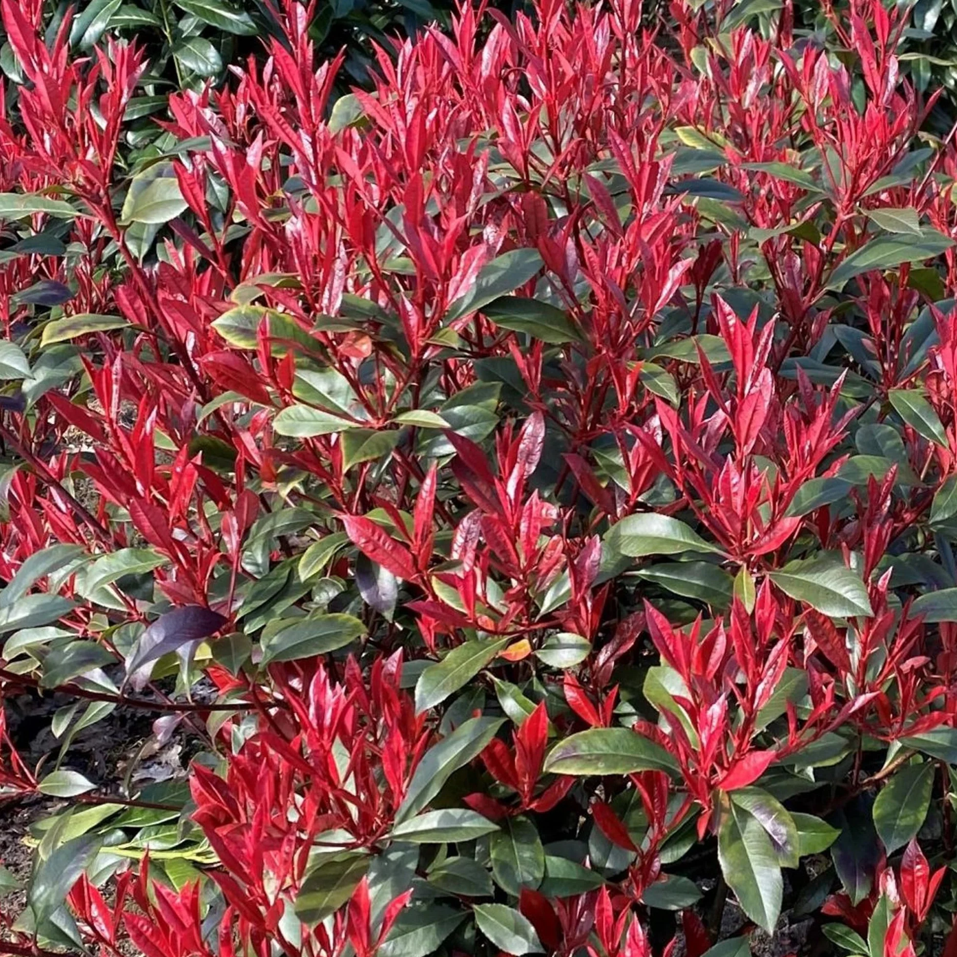Photinia Carre Rouge Árboles Ornamentales en Maceta para Jardines