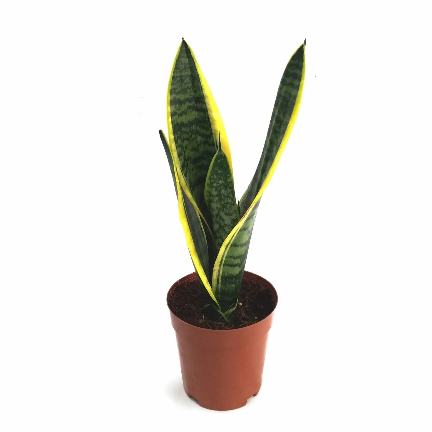 Sansevieria DECOALIVE Mini Roślina Doniczkowa Naturalna