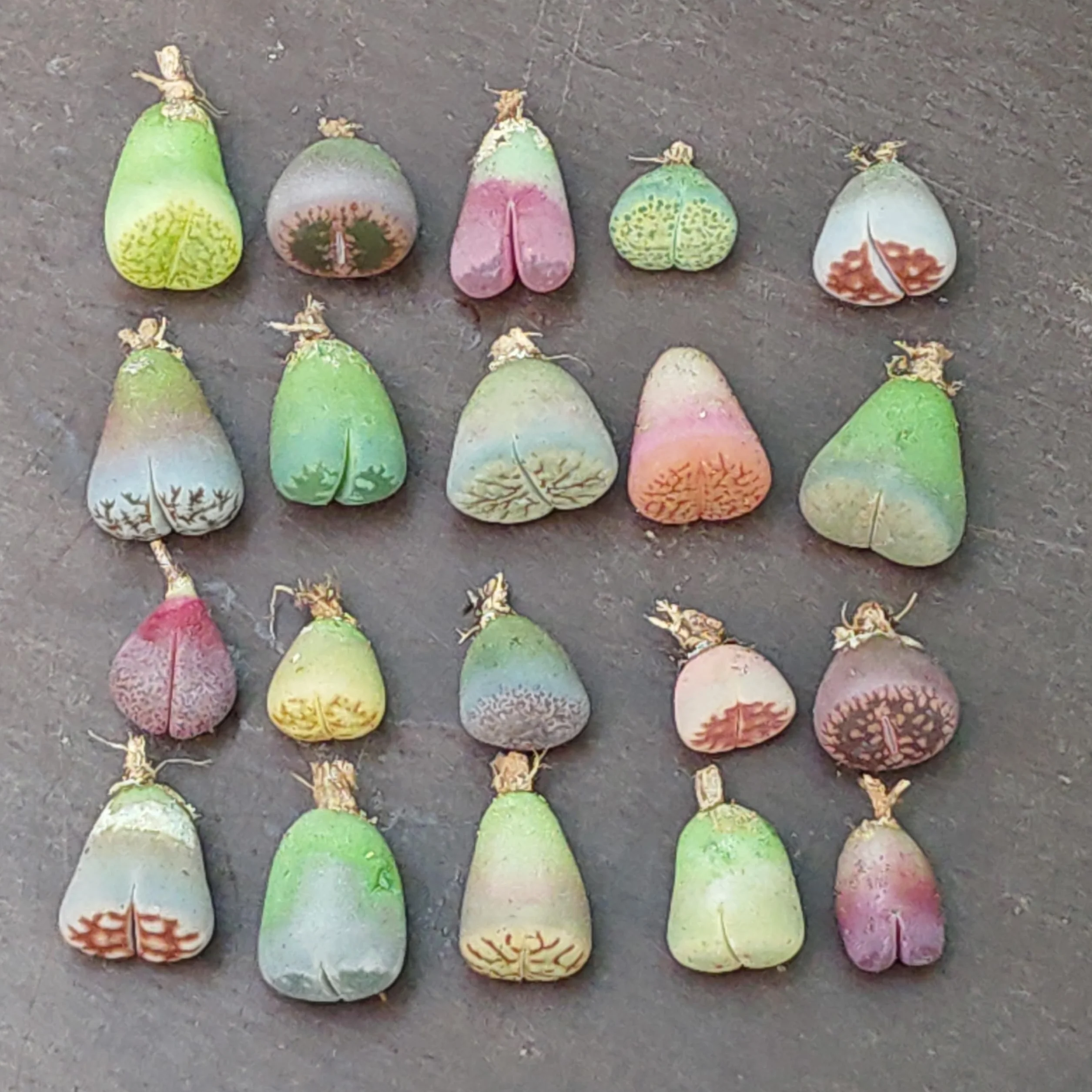 SUNNYPLANTS Lithops Mezcla Raros Suculentas Piedra Viva Mini Plantas Interior 20