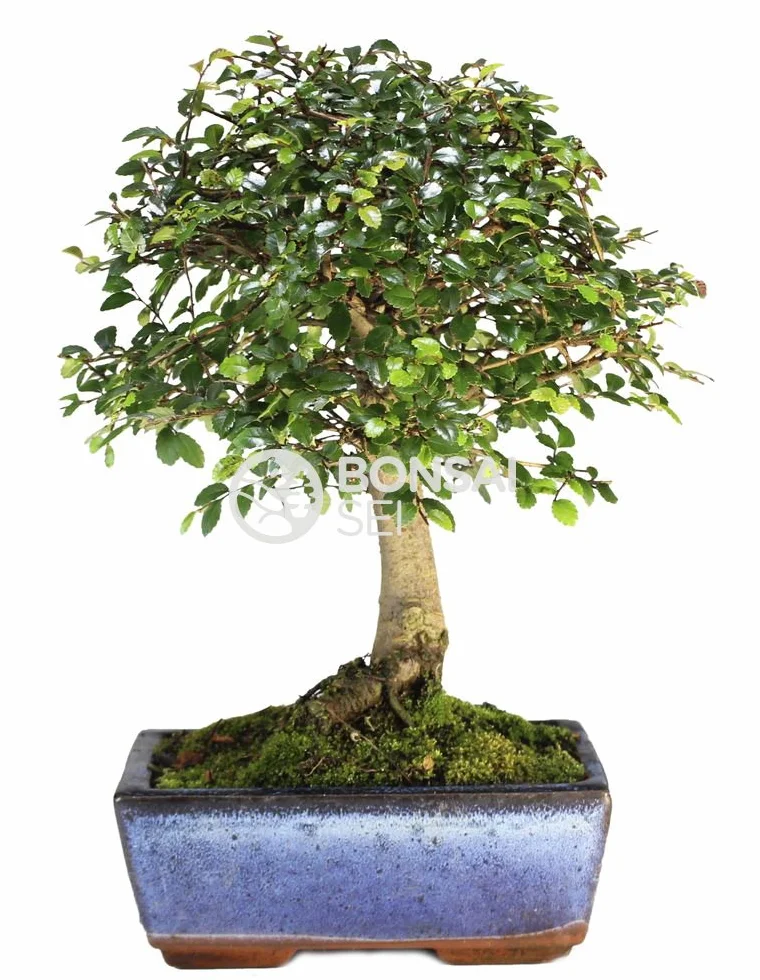 Bonsai Olmo chino 5 Años Zelkova