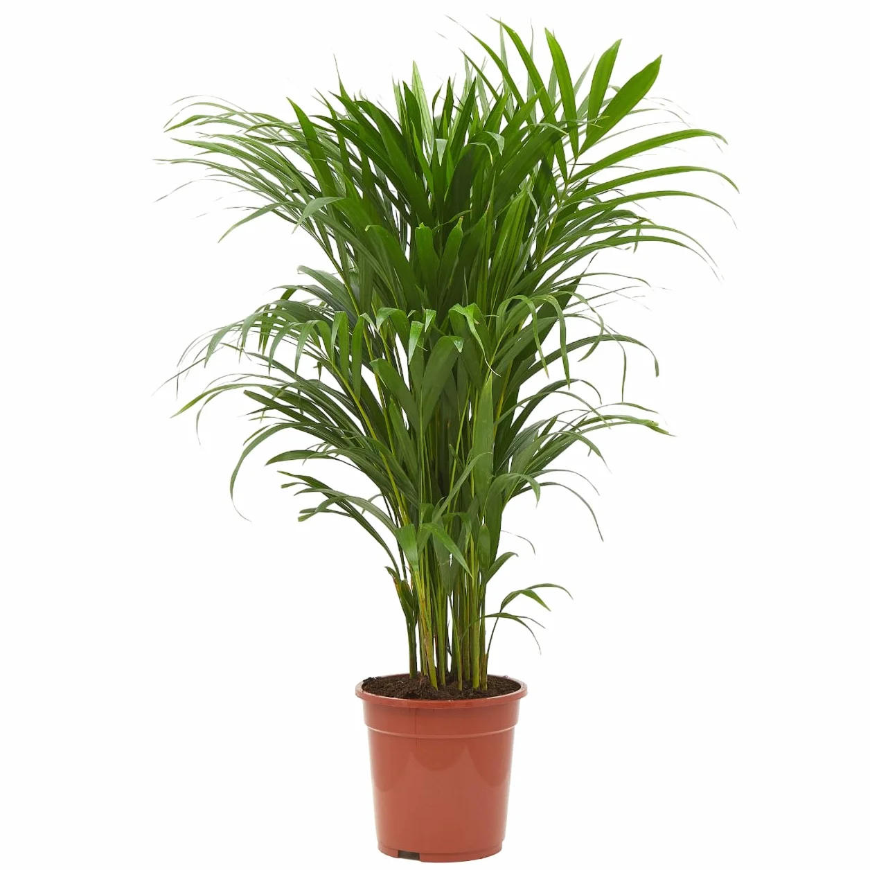 Verdecora Areca | Palmera amarilla | Palma de frutos de oro | Palmera bambú | Reina de las palmas | Planta Tropical natural de interior y exterior en maceta de 4 litros