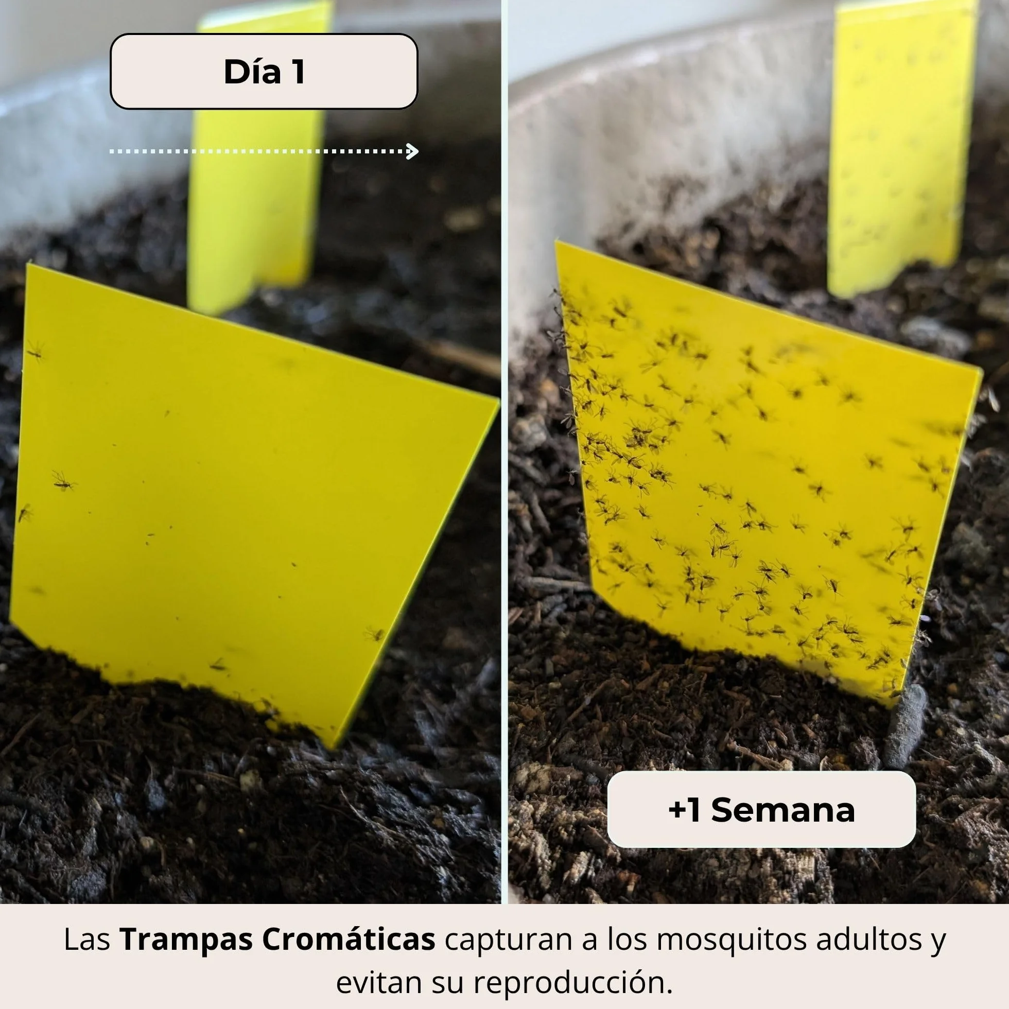 Nematodos contra Mosca del Sustrato, Mosquitos Plantas Interior, 3 Millones + 10 Trampas Amarillas