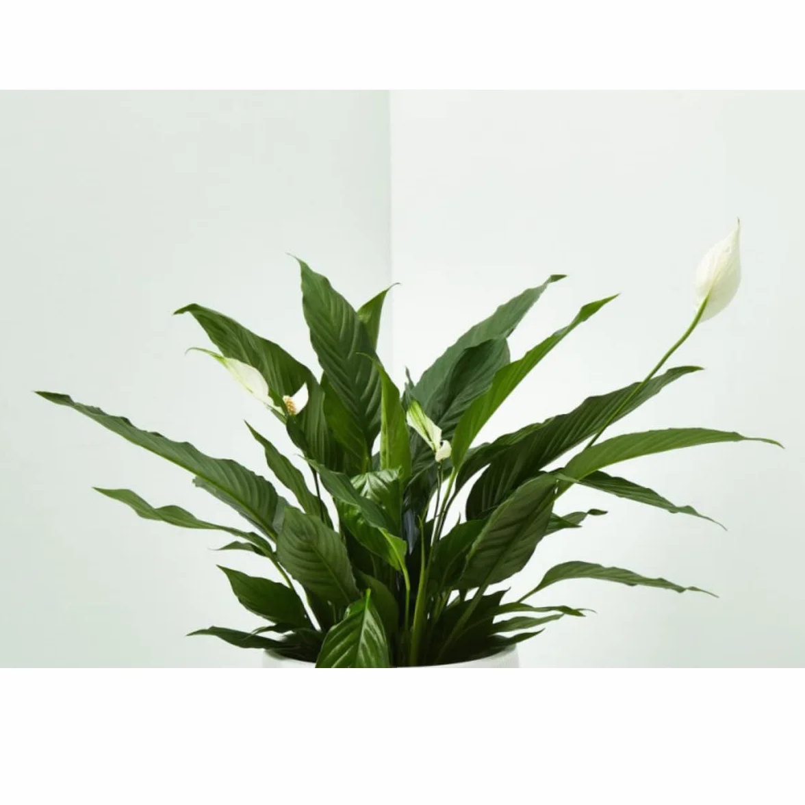 Verdecora Spathiphyllum Lirio de la Paz Espatifilo natural en maceta de Ø13cm Planta purificadora del aire 35cm