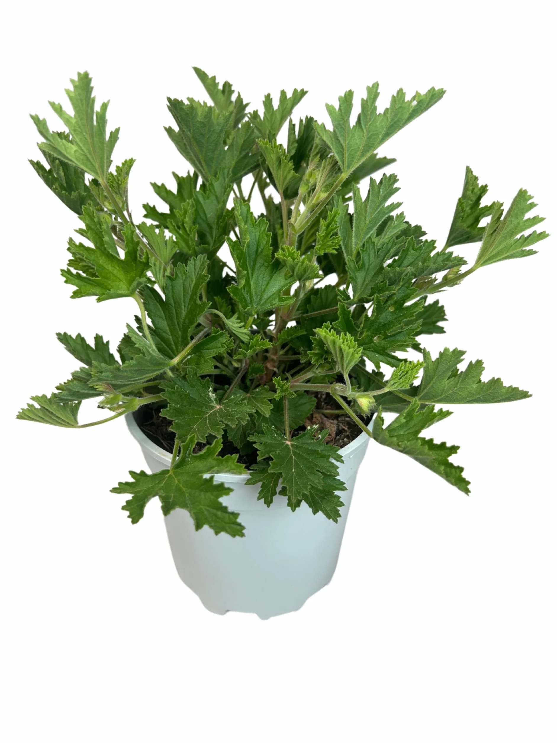 Pelargonium Citrodorum Citronela Natural Antimosquitos Maceta 14 cm