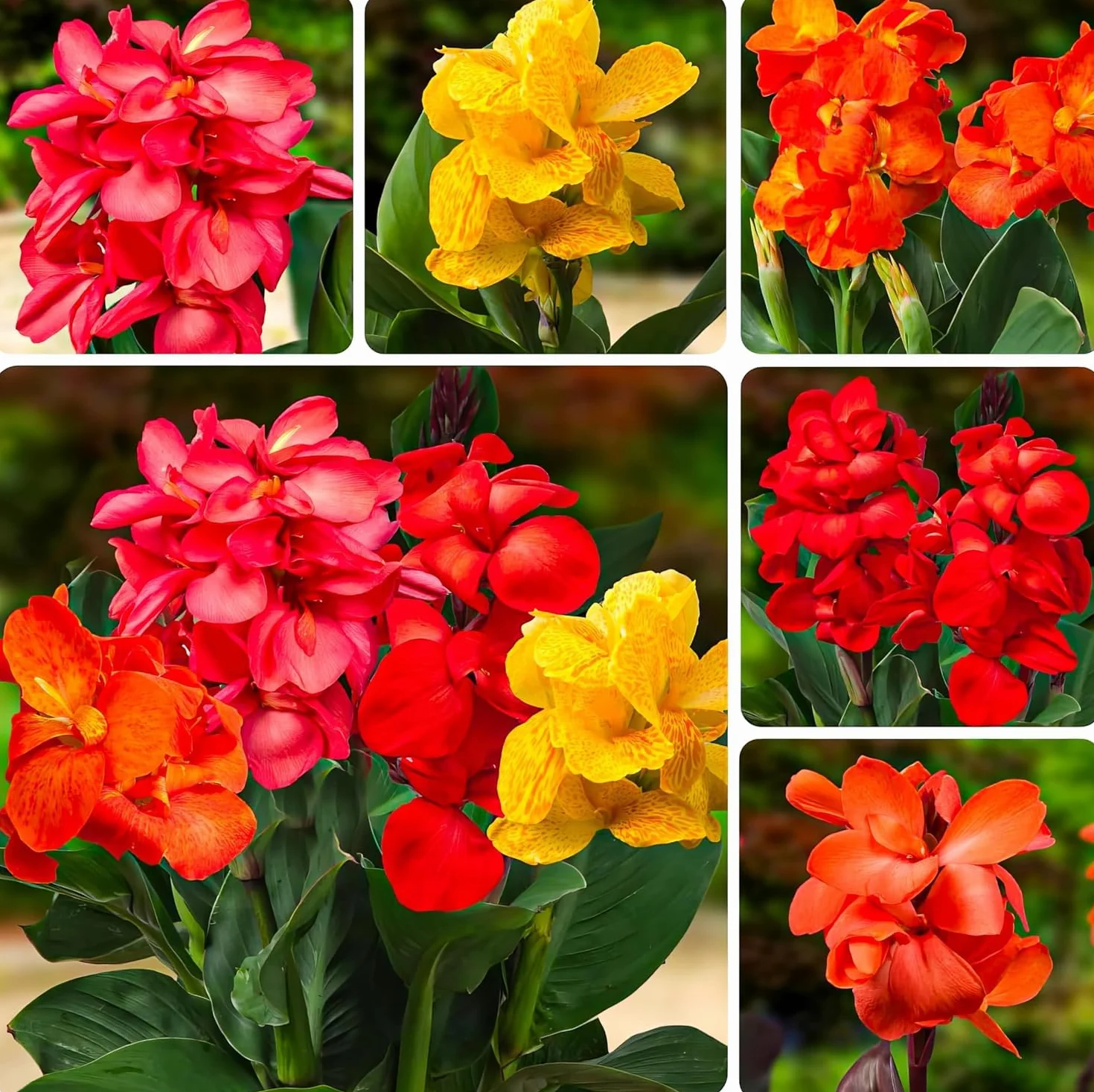 Riesen Canna Mezcla - 5 Plantas Naturales Exterior de Holanda - Plantas Resistentes para Jardin, Macetas y Balcón