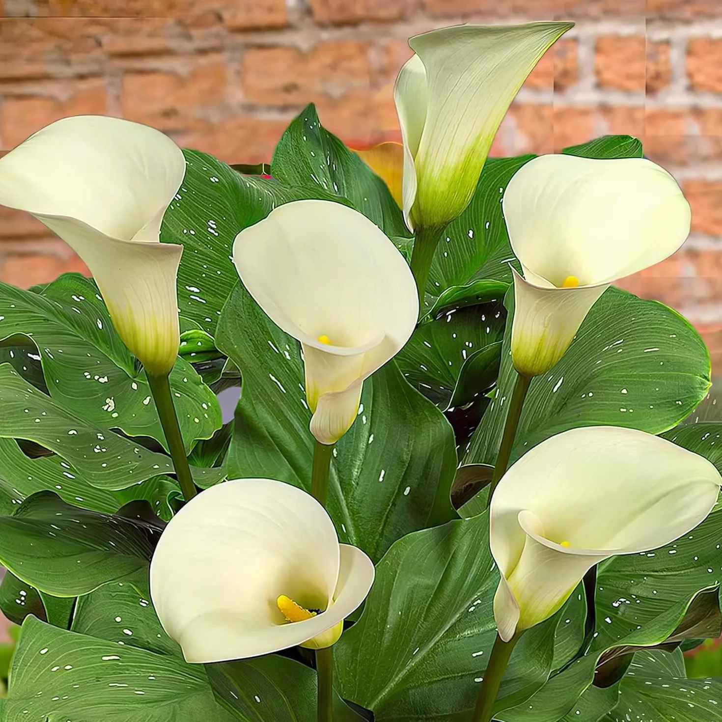 Zantedeschia Calla Lily Bulbos 5 piezas grandes de Holanda