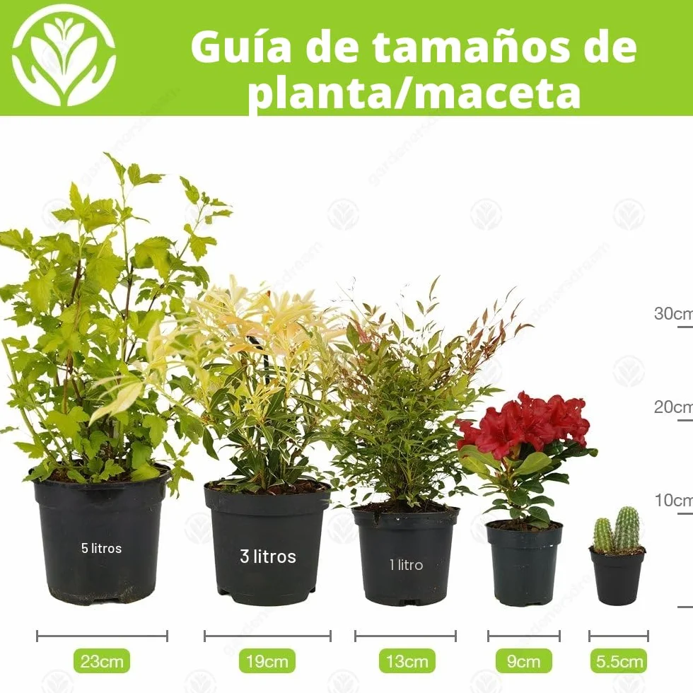 Cactus Mixtos 20 Plantas Planta de Interior Viva en Maceta