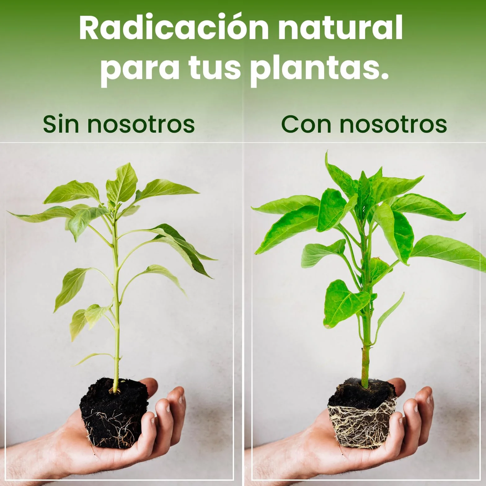 LERAVA Micorrizas en Polvo (50 g) - Hongos Micorrícicos Naturales - Favorece el Enraizamiento de Esquejes y Orquídeas - Abono Orgánico Soluble para Plantas