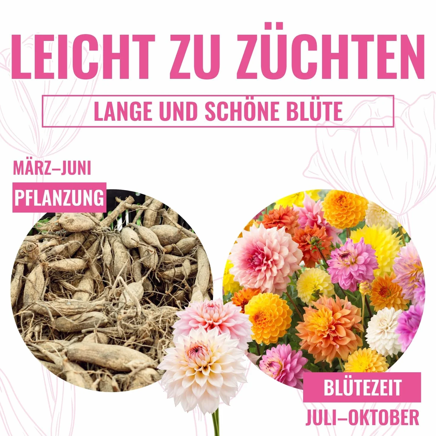 Dalia gigante DinnerPlate 5 bulbos mezcla exclusiva Holanda colección perenne jardín balcón