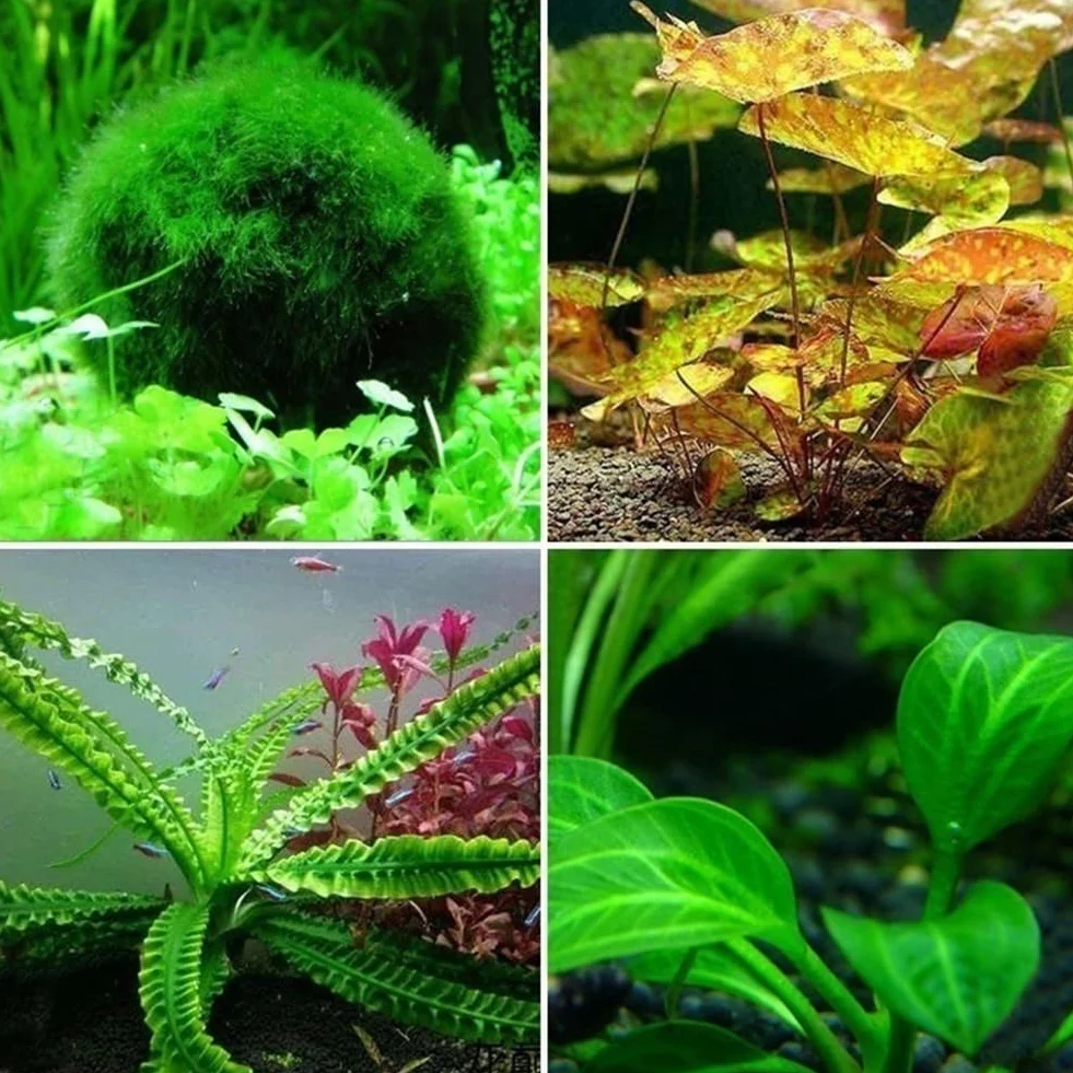 300/500 piezas semillas plantas agua raras musgo subacuático decoracion tallo hierba acuario