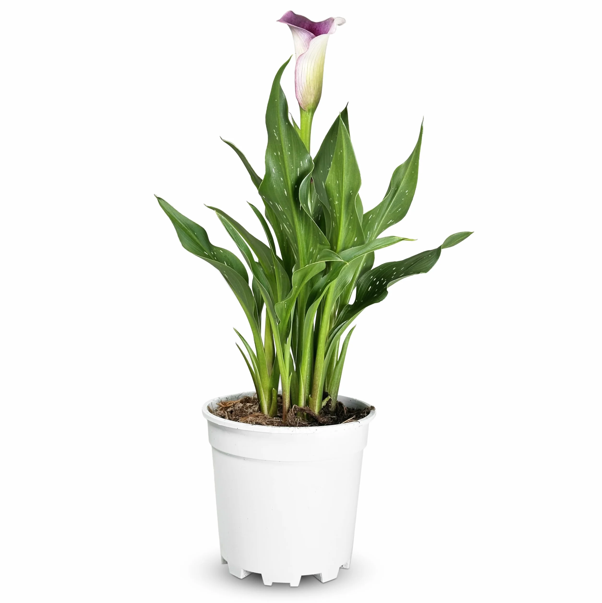 Zantedeschia Cala Planta Natural Maceta 14 cm Morada Interior Exterior Viva