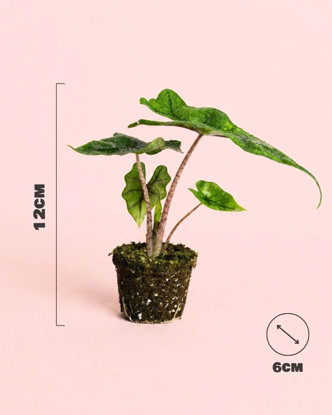 Alocasia Jacklyn PUR PLANT | Planta tropical de interior resistente | Hojas verdes recortadas | Maceta Ø6 cm