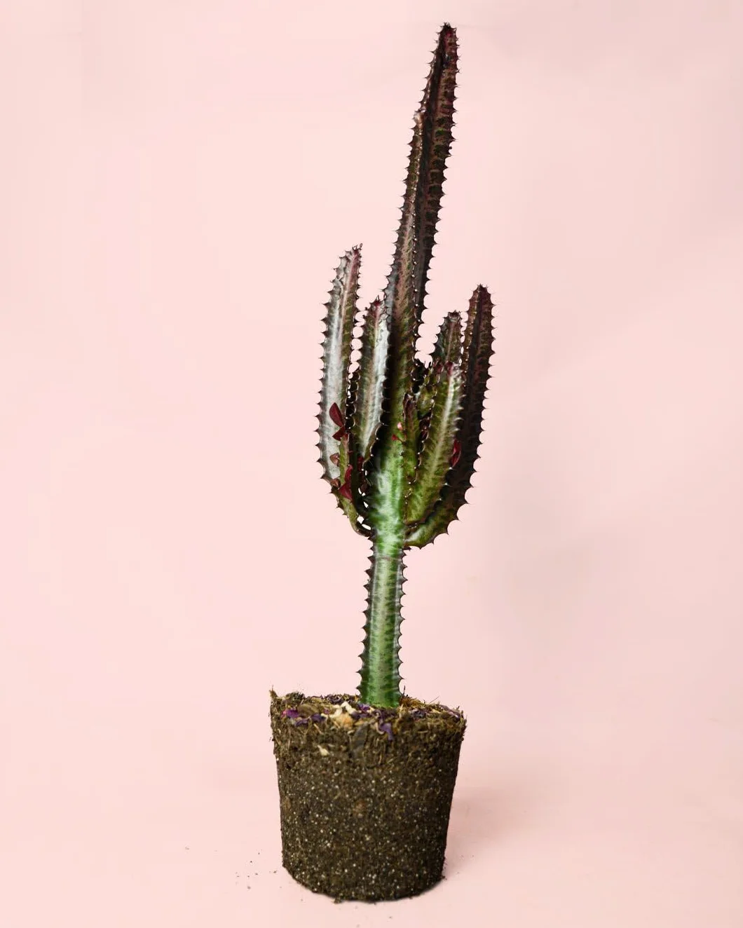 Euphorbia Trigona Rubra L Cactus Naturales Exterior