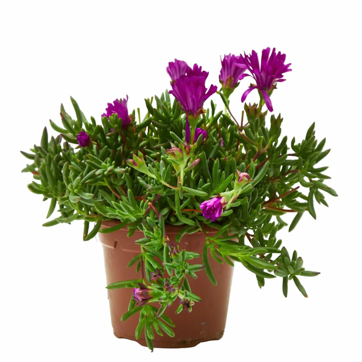 Verdecora Mesembryanthemum spp. Ø13cm Planta Interior Exterior Suculentas Flores Vistosas