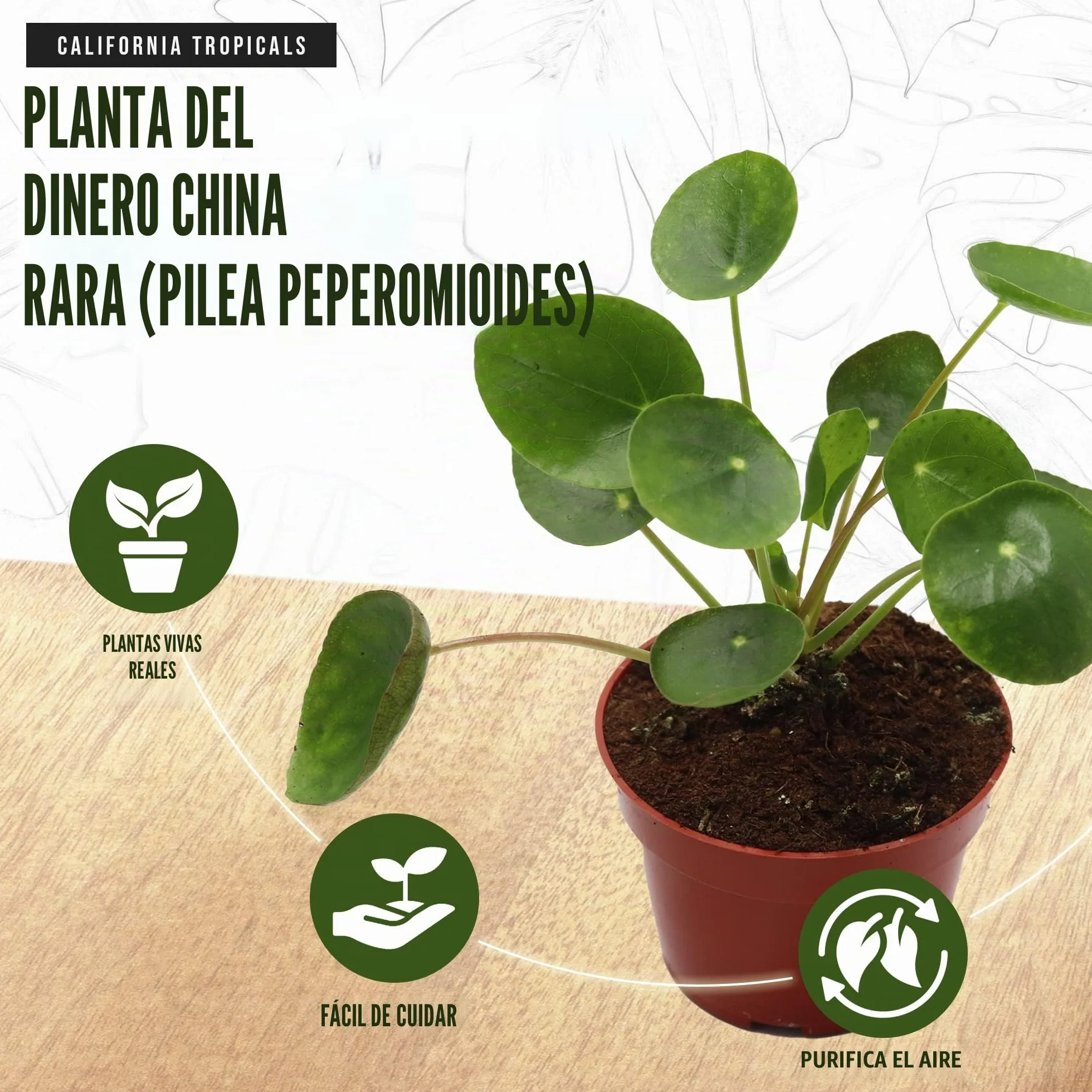 Pilea Peperomioides Planta China del Dinero Rara - Planta Viva de Interior Maceta 10cm