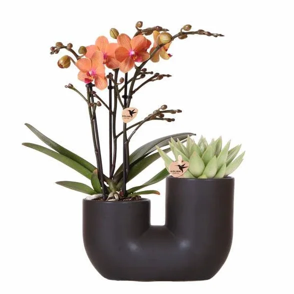 Bolzano - Orquídea Miranda naranja y suculenta en maceta tubular decorativa negra de 9 cm de diámetro, maceta dúo, planta de interior, elegante idea de regalo